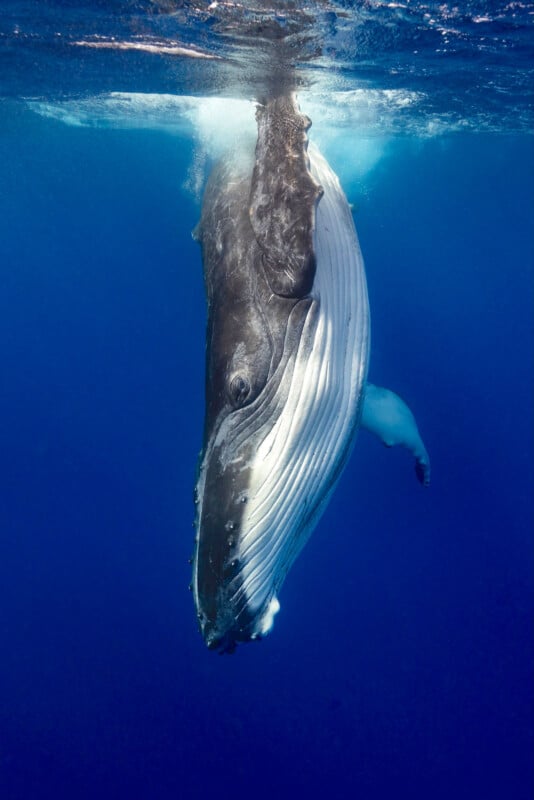 A humpback whale swims upright near the ocean surface, its head and flippers visible in the clear blue water, sunlight highlighting the grooves on its underside.