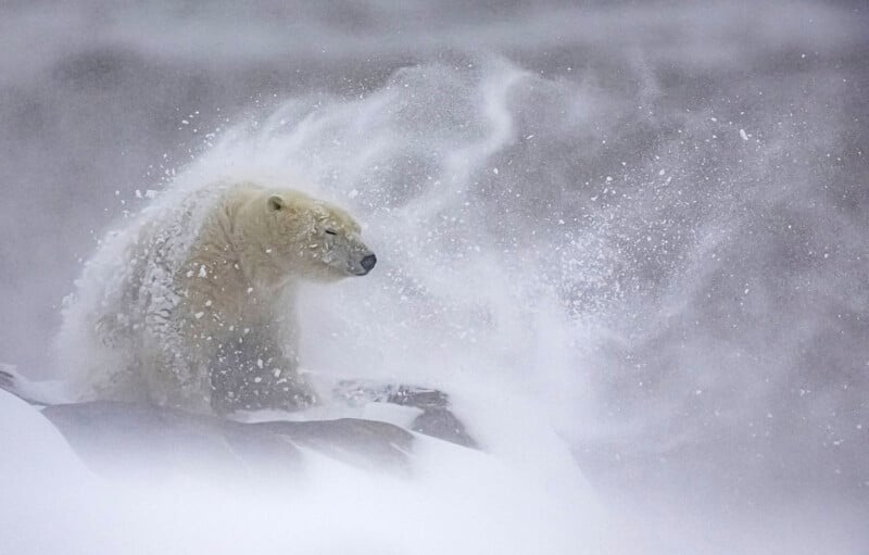 A polar bear sits on a snowy, rocky surface while strong winds whip snow around it, creating a dramatic, misty effect in the cold, Arctic environment.