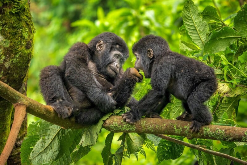 Two young gorillas sit on tree branches in a lush green forest, facing each other closely. One gorilla gently touches the other’s face, creating an intimate and playful moment.
