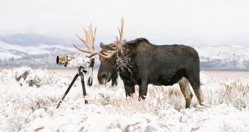 A moose with branches on its antlers stands in a snowy field next to a large camera with a telephoto lens mounted on a tripod, with snow-covered hills in the background.