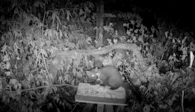 Pine Martens Released into Wilds of Exmoor National Park for First Time in 100 Years