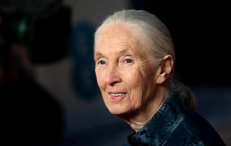 Dame Jane Goodall who has died aged 91