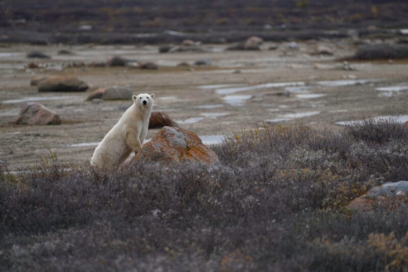 A polar bear stands on its hind legs, leaning against a large rock in a barren, rocky landscape with sparse vegetation and patches of water.