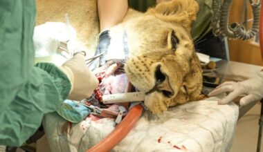 Lioness rescued from Ukraine undergoes surgery at The Big Cat Sanctuary in Smarden, near Ashford