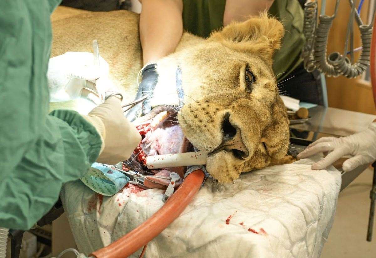 Lioness rescued from Ukraine undergoes surgery at The Big Cat Sanctuary in Smarden, near Ashford