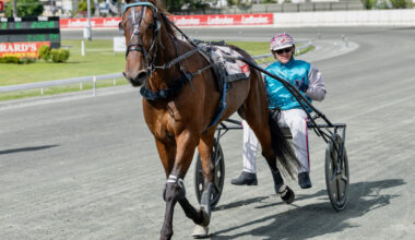 Dashman's harness look ahead - October 17 :: Racing Queensland
