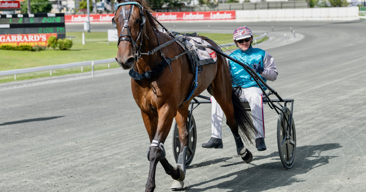 Dashman's harness look ahead - October 17 :: Racing Queensland