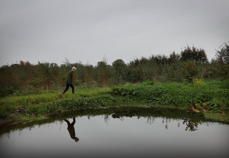 Catherine Cleary in the forest that she and her family are growing in rural Roscommon. Photograph: Bryan O’Brien