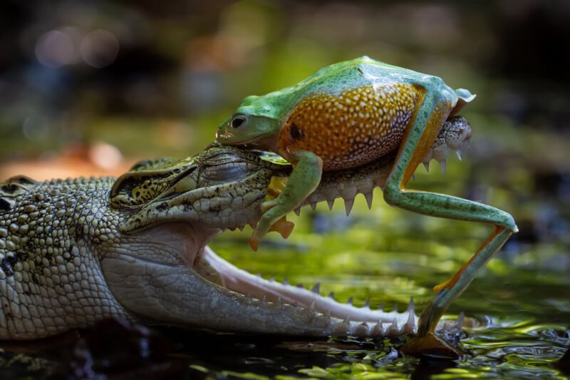 A green frog leaps over the open jaws of a crocodile, narrowly avoiding the crocodile's sharp teeth above the water in a natural setting.