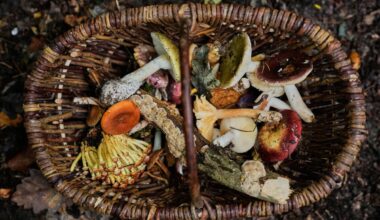 An old tradition finds new life as Germans flock to forests to collect mushrooms