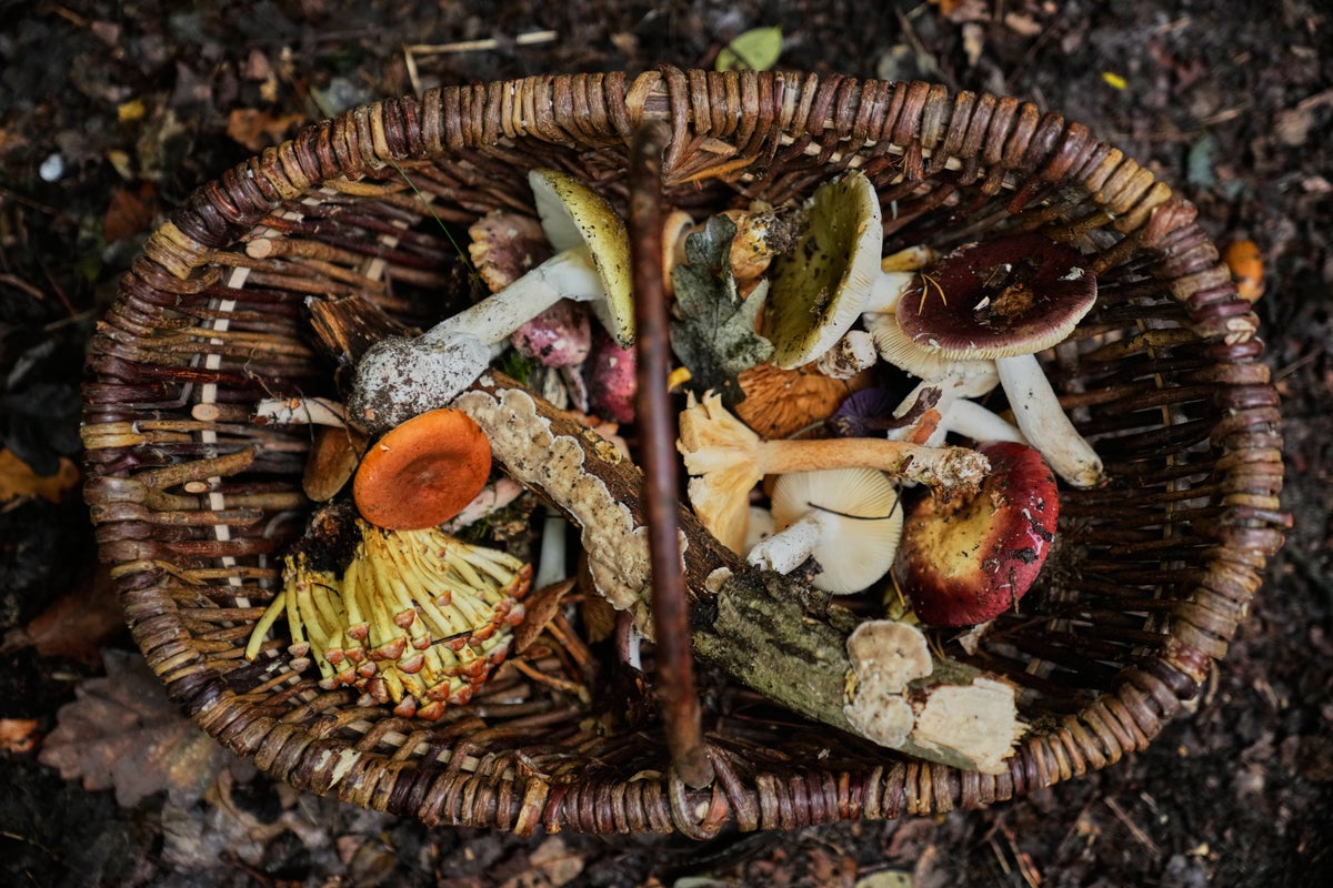 An old tradition finds new life as Germans flock to forests to collect mushrooms
