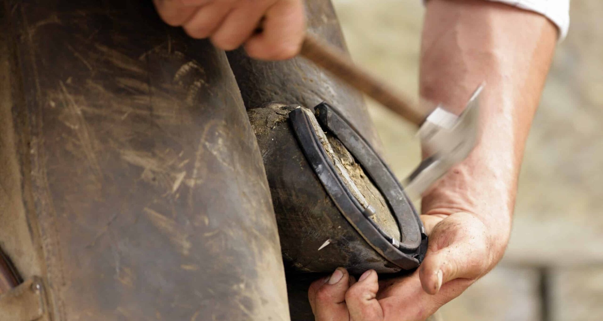 Spinning plates - how a master farrier keeps racing’s stars on the right track – The Straight