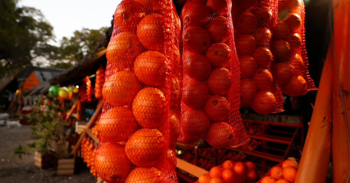 UK-EU reset leaves sour taste for South African citrus exporters – POLITICO