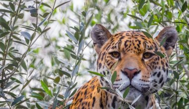 Jaguar Swims Record Distance to Get to a Random Island—Why?