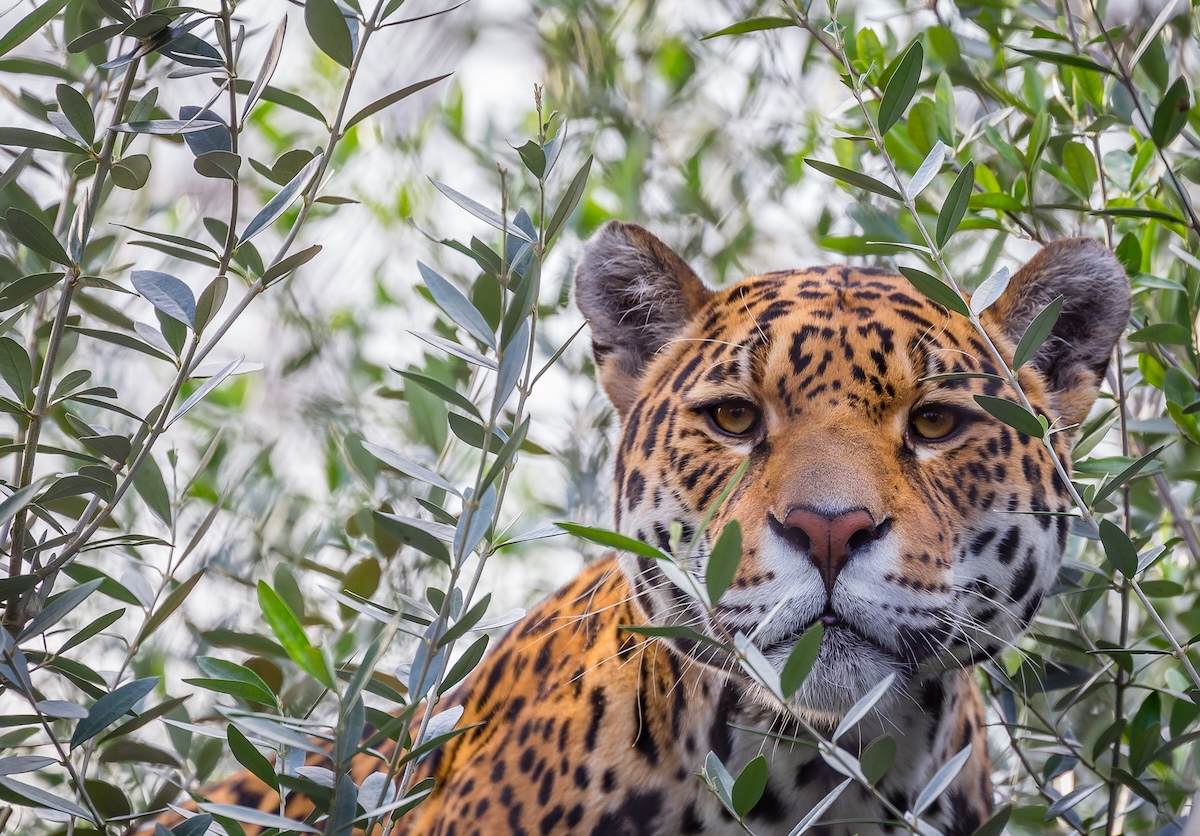 Jaguar Swims Record Distance to Get to a Random Island—Why?