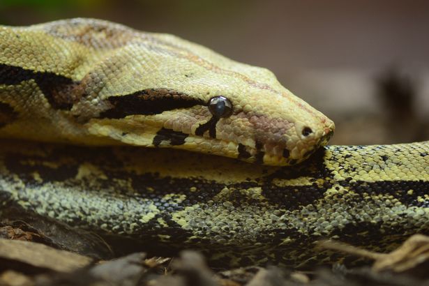 Boa Constrictor