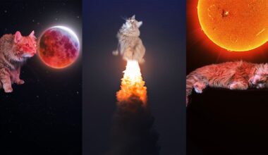A three-panel image: left, a cat floats near a red planet in space; center, a cat launches upward on a rocket plume; right, a cat naps beneath a bright orange sun.