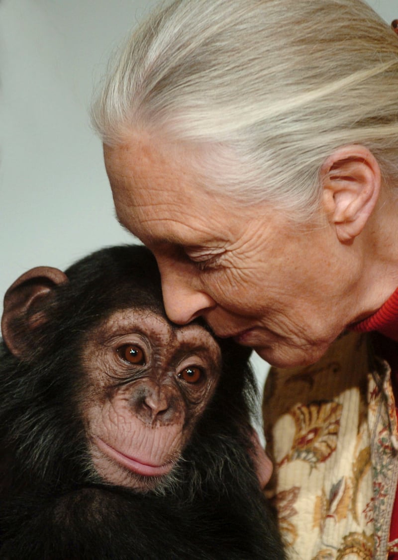 Dame Jane Goodall kisses Pola, a 14-month-old chimpanzee from the Budapest Zoo, in 2004 (Bela Szandelszky/AP)