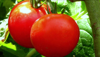 Genetic key to tomato size unlocked