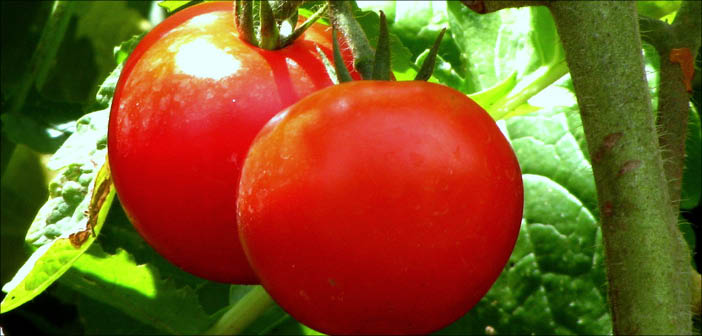 Genetic key to tomato size unlocked