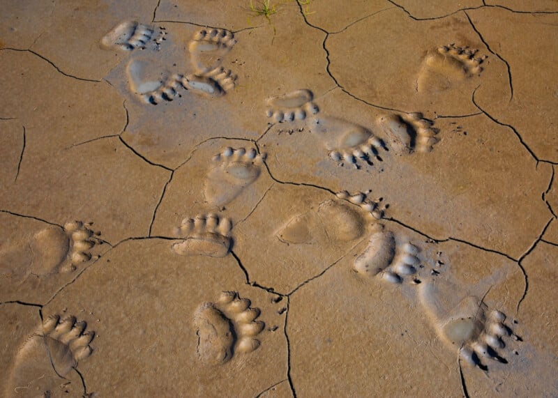Bear paw prints scattered across cracked, dry mud, with a few small tufts of grass visible.