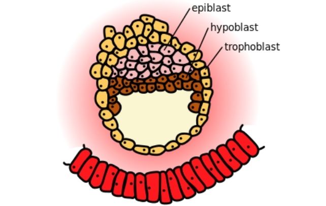 Diagram of human embryo development at day 9, showing three tissue layers