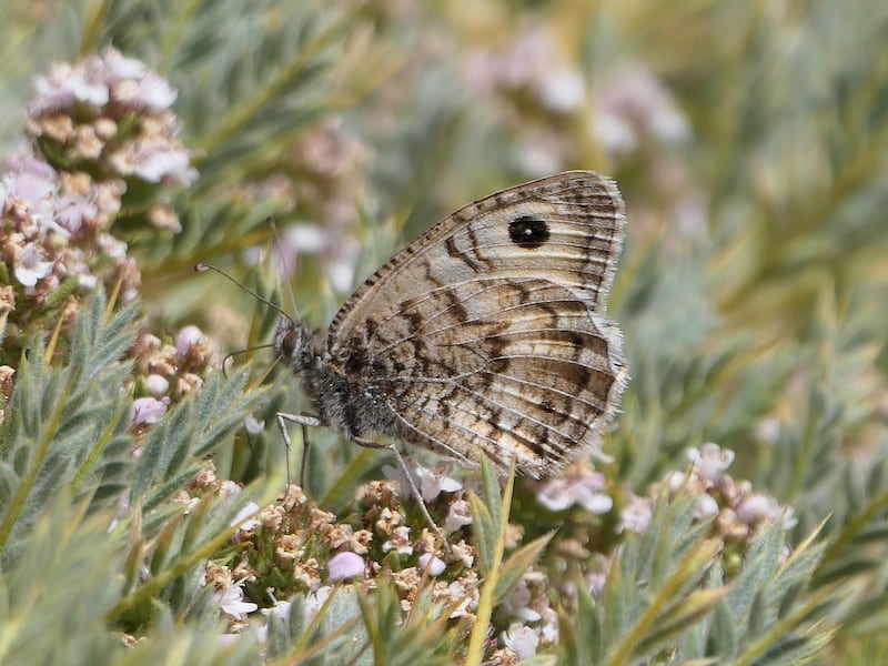 Nevada grayling butterflies are at risk from climate change and habitat loss