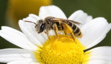 Threats ‘mounting’ for wild bee and butterfly species in Europe, experts warn – The Irish News