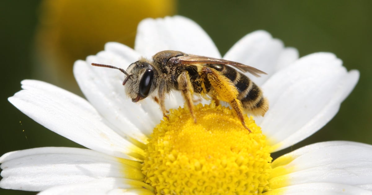 Threats ‘mounting’ for wild bee and butterfly species in Europe, experts warn – The Irish News