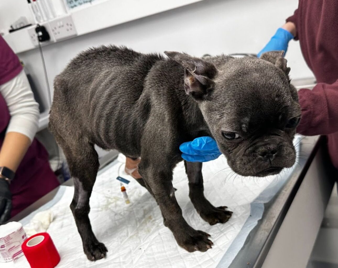 North London woman banned from owning animals after starving puppy nearly to death