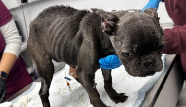 North London woman banned from owning animals after starving puppy nearly to death