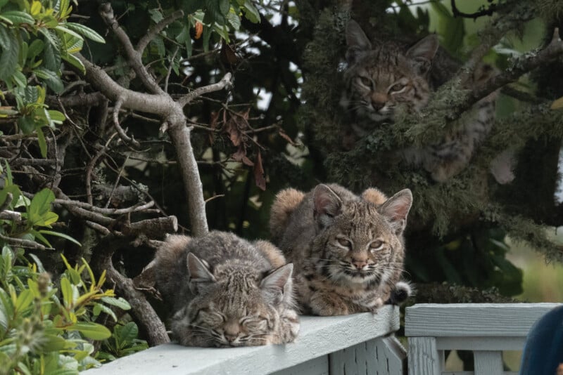 Three bobcats rest among tree branches and on a white wooden railing. Two are lounging side by side on the railing, while a third is partially hidden in the foliage above, all looking relaxed and calm.
