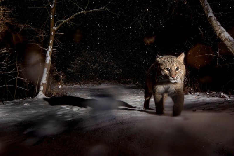 A bobcat walks cautiously on a snowy path at night, surrounded by bare trees and softly falling snowflakes, illuminated by a camera flash.
