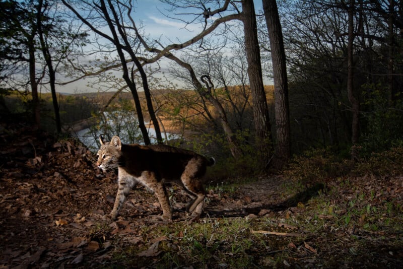 A bobcat walks along a forested path, illuminated by sunlight, with trees and a distant lake visible in the background.