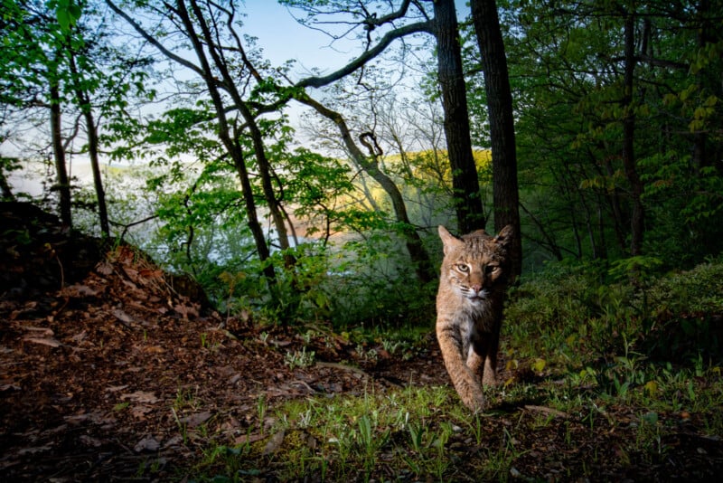 A bobcat walks towards the camera through a forest at dawn or dusk, with trees and greenery surrounding it and a soft light illuminating its face and the forest floor.