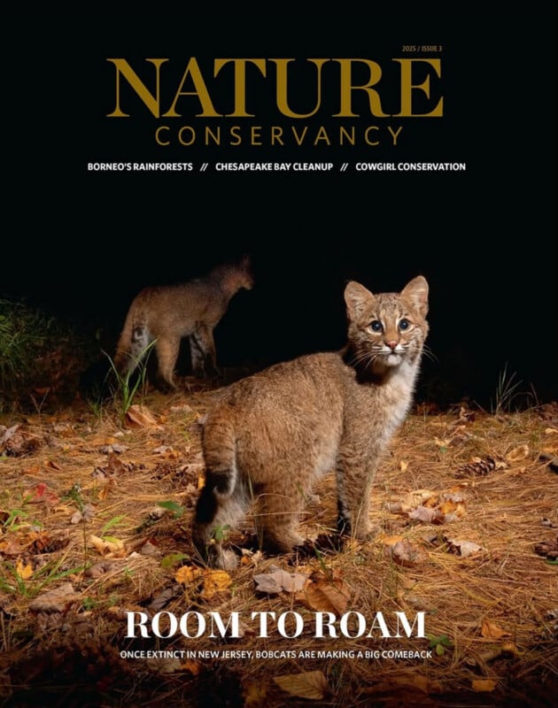 A bobcat stands alert on a leaf-covered forest floor at night, looking toward the camera, while another bobcat is seen in the background. The magazine cover reads “Nature Conservancy” and “Room to Roam.”.