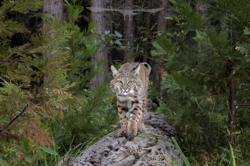 A bobcat walks on a fallen tree trunk in a forest, surrounded by green foliage and tall trees in the background.