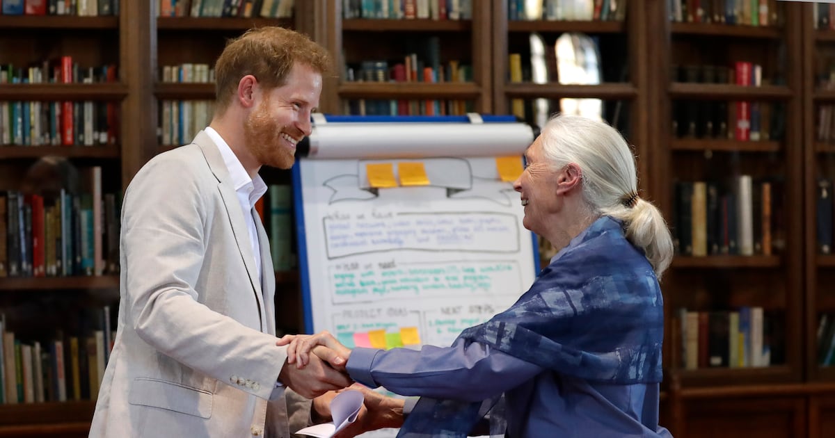 Harry and Meghan lead tributes as conservationist Jane Goodall dies aged 91 – The Irish News
