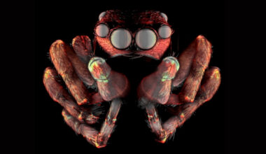 Award-Winning Images Reveal Our Smallest Realms of Life in Epic Detail : ScienceAlert