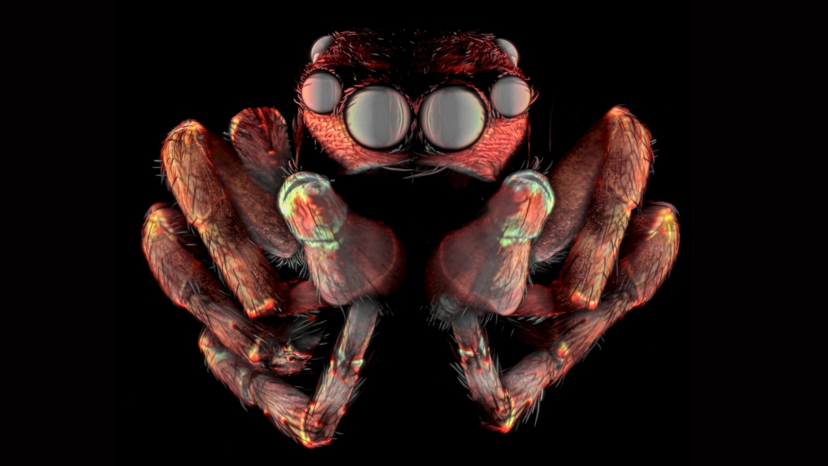 Award-Winning Images Reveal Our Smallest Realms of Life in Epic Detail : ScienceAlert