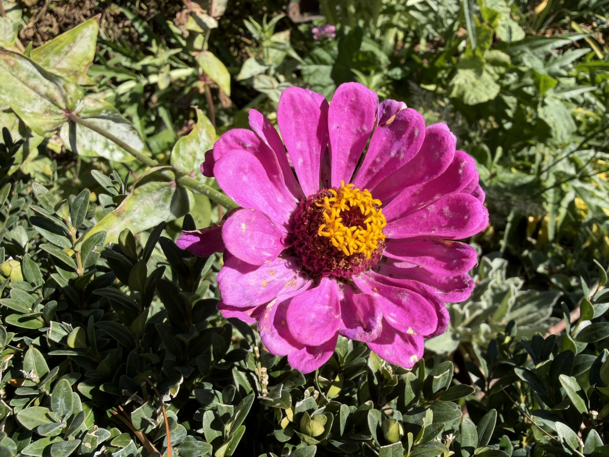 Apple iPhone 17 Pro Max macro sample.