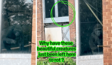 The truth of the ‘abandoned’ gorillas at Bristol Zoo videos