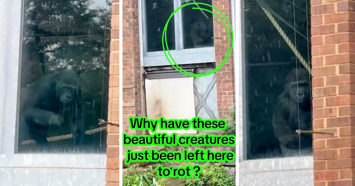 The truth of the ‘abandoned’ gorillas at Bristol Zoo videos