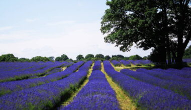 This Charming South London Village Was Once Known As The ‘Lavender Capital Of The World’