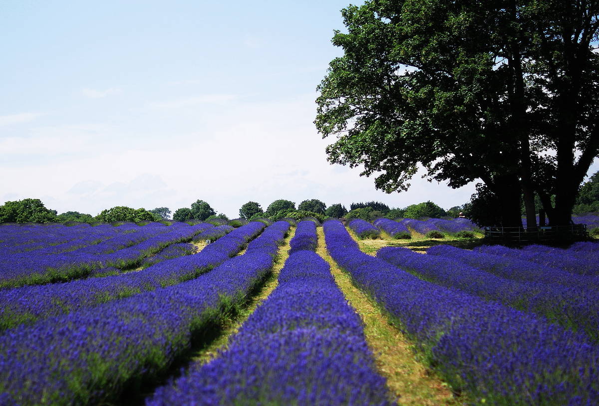 This Charming South London Village Was Once Known As The ‘Lavender Capital Of The World’
