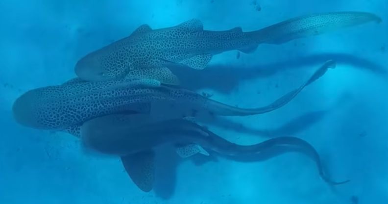 Leopard sharks engaging in mating behaviour.