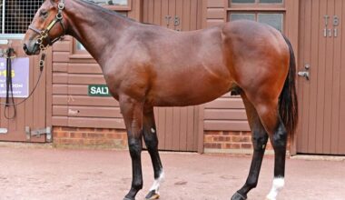 Australian buyers active early in Book 2 at Tattersalls