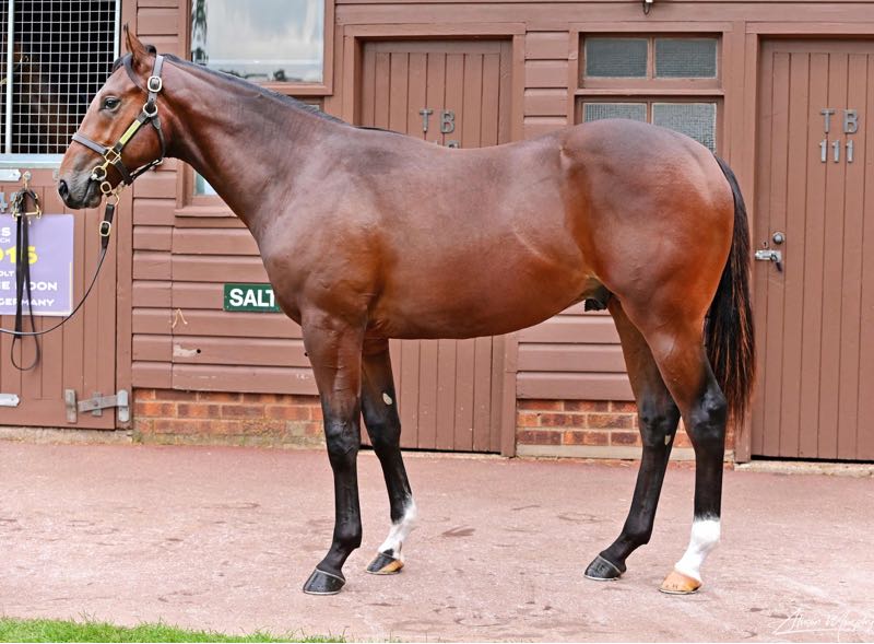 Australian buyers active early in Book 2 at Tattersalls