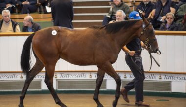 Ballyhimikin Stud in the Limelight Again as Godolphin Strike for Blue Point Colt at 1m Gns