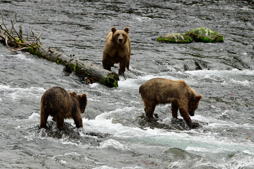 Three brown bears standing in a river with a fallen log.